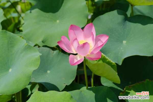 并蹄莲叶子突然倒了怎么办