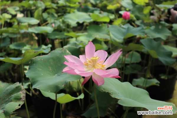并蹄莲叶子突然倒了怎么办