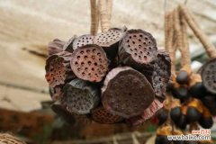 并蹄莲叶子突然倒了怎么办