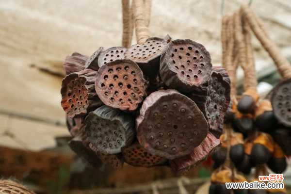 并蹄莲叶子突然倒了怎么办