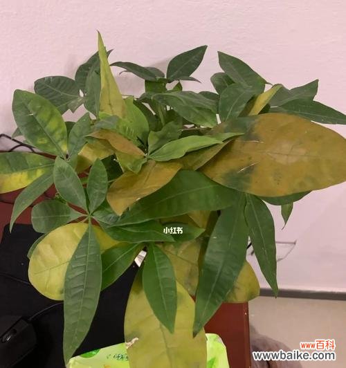 8个方法帮你拯救它。 发财树叶子黄了怎么办?