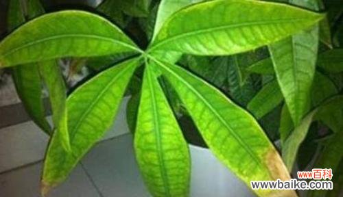 8个方法帮你拯救它。 发财树叶子黄了怎么办?