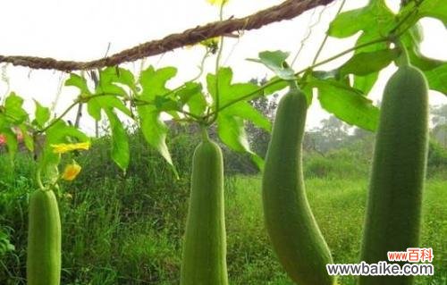 不同季节的养殖技巧,掌握这些就可以轻松种好丝爪 如何种植丝爪?