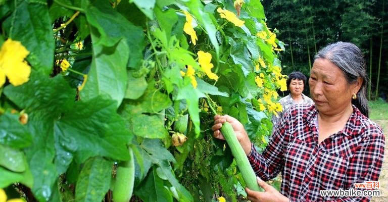 不同季节的养殖技巧,掌握这些就可以轻松种好丝爪 如何种植丝爪?