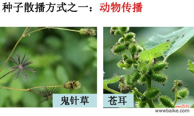 探究苍耳种子的传播方式及其生态意义 苍耳的种子传播方式