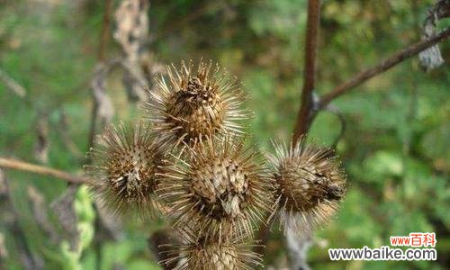 探究苍耳种子的传播方式及其生态意义 苍耳的种子传播方式
