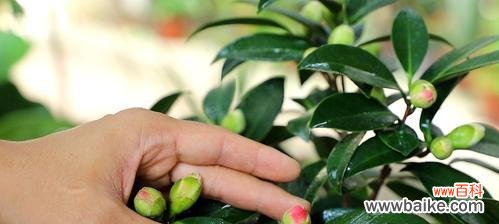 如何让山茶花在夏季茁壮成长？ 山茶花夏季养殖技巧