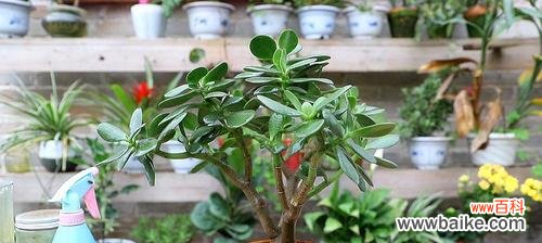 深入解析玉树黄叶成因与预防方法 探究养殖玉树黄叶的原因