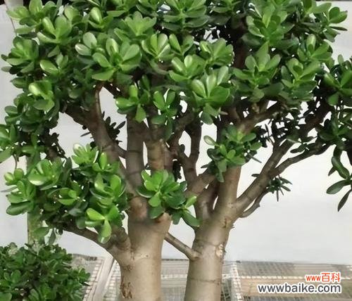 深入解析玉树黄叶成因与预防方法 探究养殖玉树黄叶的原因