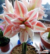 八大品种逐一盘点，你知道几个？ 探寻朱顶红之最美品种