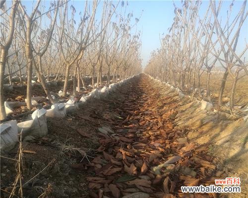 掌握嫁接技巧,打造属于自己的果园 樱桃树嫁接方法详解