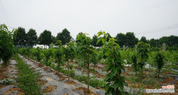 掌握嫁接技巧,打造属于自己的果园 樱桃树嫁接方法详解