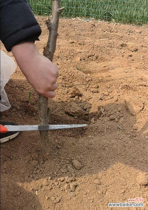 掌握嫁接技巧,打造属于自己的果园 樱桃树嫁接方法详解