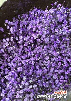 满天星花养殖技巧，让家里充满生机 如何轻松养殖满天星花