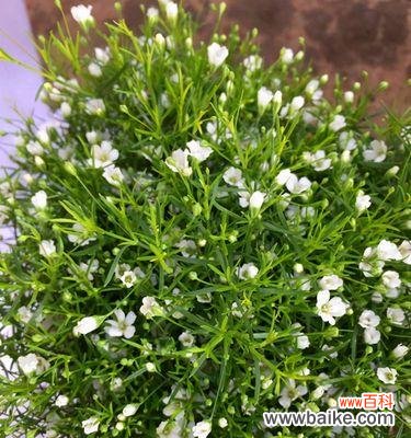 满天星花养殖技巧，让家里充满生机 如何轻松养殖满天星花