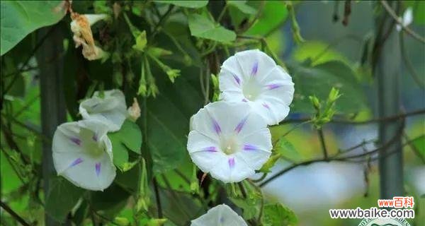 了解自然,认识生命之美 常见的植物——探索自然美景