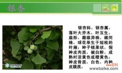 了解自然，认识生命之美 常见的植物——探索自然美景