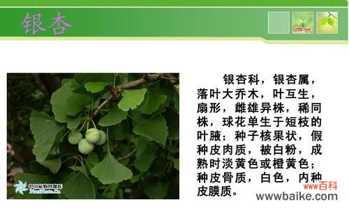 了解自然,认识生命之美 常见的植物——探索自然美景