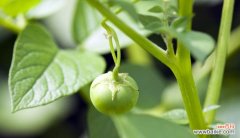 探究植物生命力的秘密 种子繁殖的植物