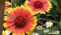 传说中的泰国之魂，散发着浓郁的文化气息 金链花——泰国的国花