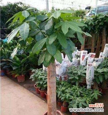 掌握这些品种，让您的家更添生机 发财树品种大全