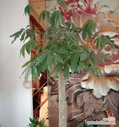 掌握这些品种，让您的家更添生机 发财树品种大全