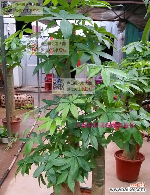 掌握这些品种，让您的家更添生机 发财树品种大全