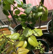 从肥料成分到植物生长过程，了解黄叶背后的故事 探究黄叶现象的肥料缺失原因