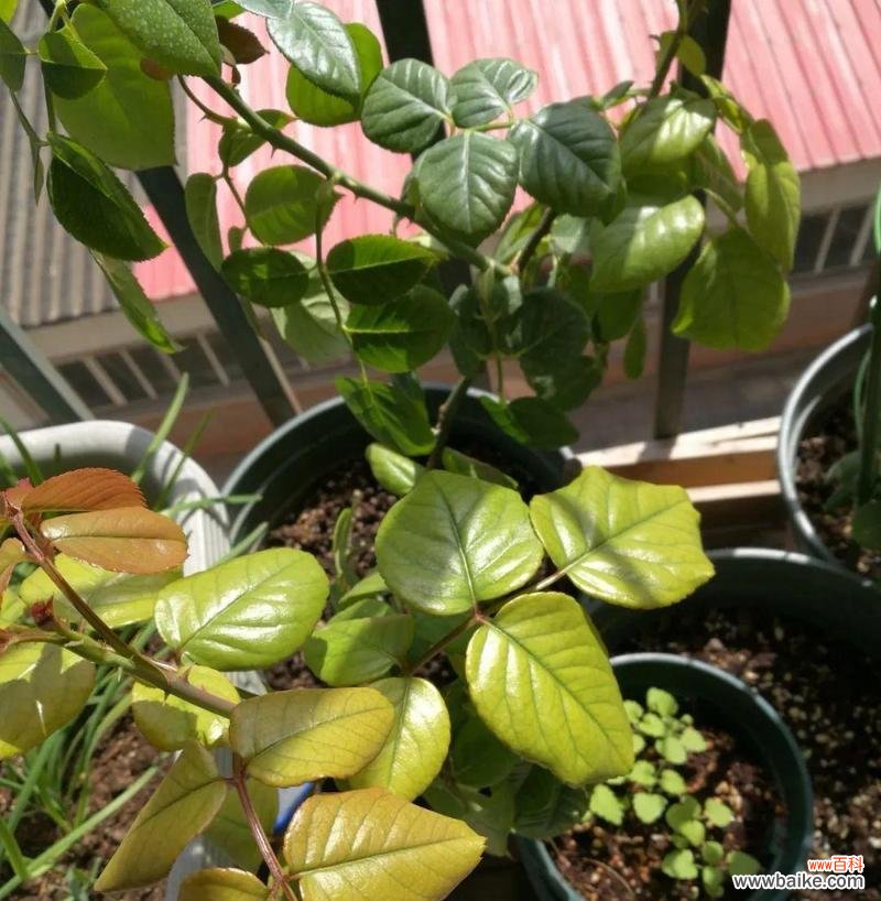 从肥料成分到植物生长过程，了解黄叶背后的故事 探究黄叶现象的肥料缺失原因