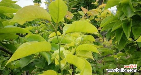 从肥料成分到植物生长过程，了解黄叶背后的故事 探究黄叶现象的肥料缺失原因