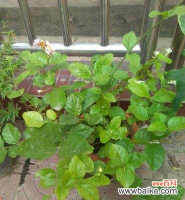 从肥料成分到植物生长过程，了解黄叶背后的故事 探究黄叶现象的肥料缺失原因