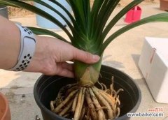 让你的植物焕发生机，重获生机 如何修剪鸿运当头烂根