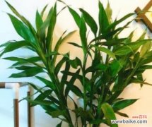 简单易行的技巧让您轻松打造富贵环境 如何成功养护富贵竹