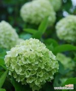 探寻长寿花萎缩的原因与解决方法 长寿花为什么软塌塌？