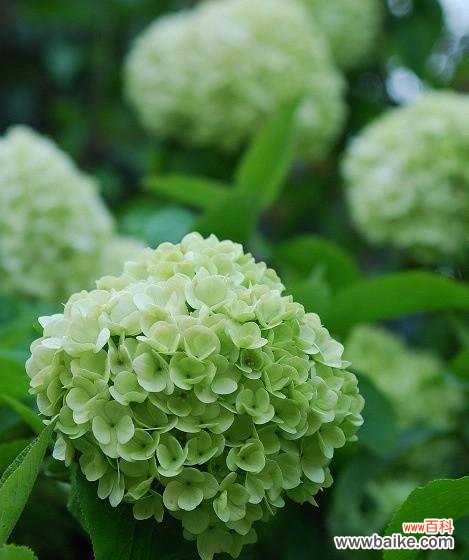 探寻长寿花萎缩的原因与解决方法 长寿花为什么软塌塌？