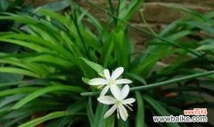 它的作用远不止美化环境 吊兰的神奇之处