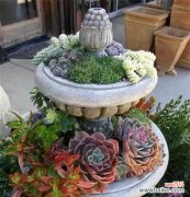 探寻美丽多肉的背后——如何培养好看的多肉植物 不死美肉王国——多肉植物推荐