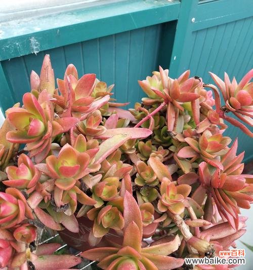 探寻美丽多肉的背后——如何培养好看的多肉植物 不死美肉王国——多肉植物推荐