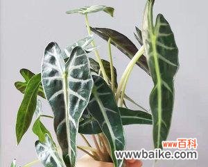 品种推荐及养护技巧 竹芋多肉植物，你值得拥有