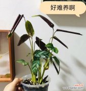 品种推荐及养护技巧 竹芋多肉植物，你值得拥有