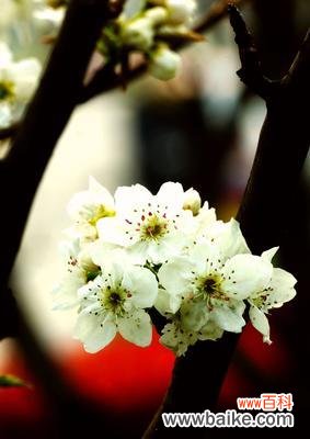 探寻梨花的浪漫和哲学意义 梨花