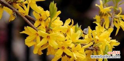 连翘花开放的喜悦与希望 连翘花的花语与寓意
