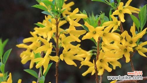 连翘花开放的喜悦与希望 连翘花的花语与寓意