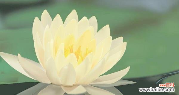 揭示莲花的美丽与力量 莲花的寓意与象征