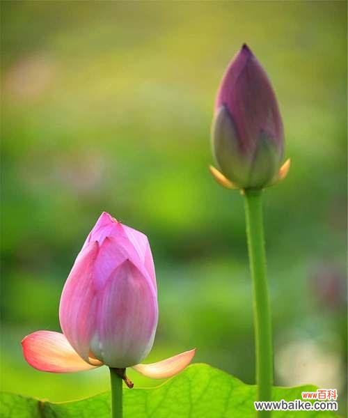 揭示莲花的美丽与力量 莲花的寓意与象征