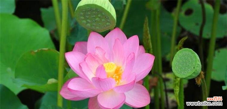 揭示莲花的美丽与力量 莲花的寓意与象征