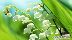 铃兰花的花语和寓意解读 铃兰花