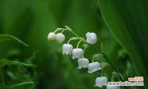 探寻铃兰花语的深意 铃兰的花语