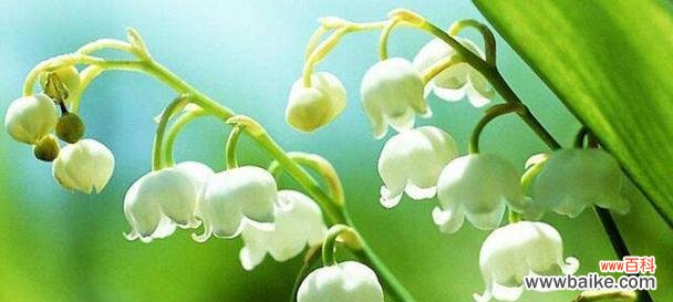 探寻铃兰花语的深意 铃兰的花语