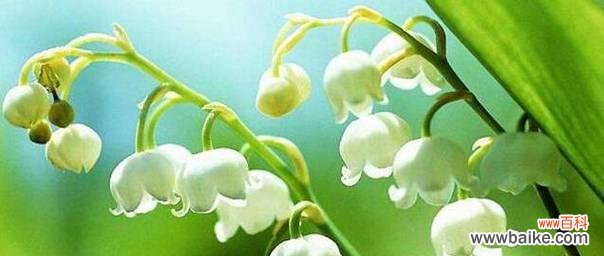 铃兰花的花语传递爱情的深情厚意 铃兰花的花语——爱的承诺